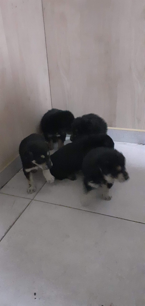 მეტისი უსახელო