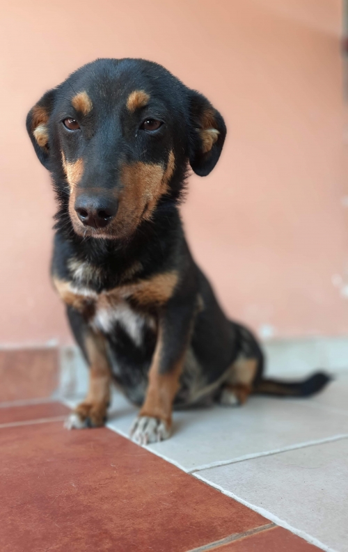 მეტისი ნაპოვნია თავშესაფართან