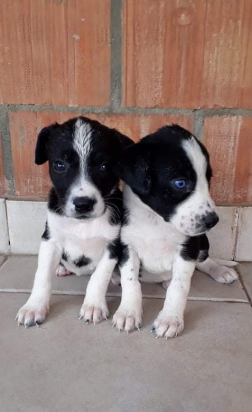 მეტისი უსახელო