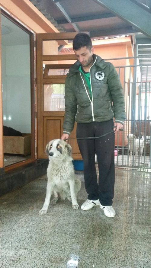 მეტისი უსახელო