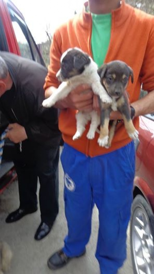 მეტისი უსახელო