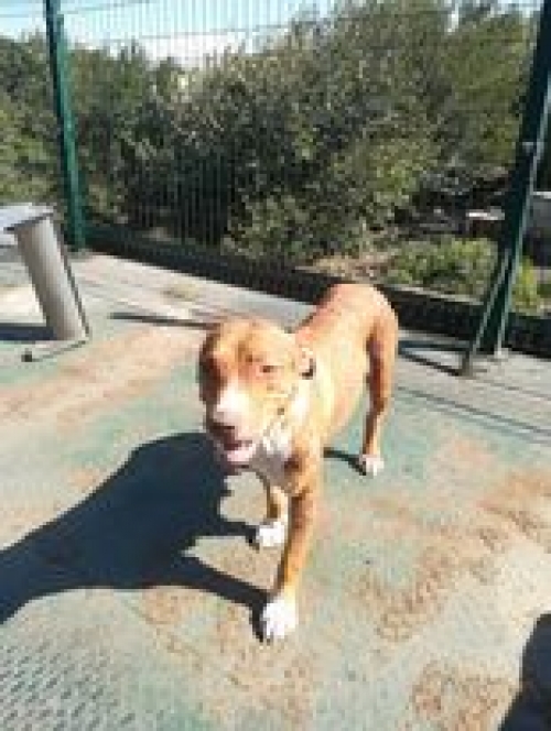 პიტი ემა