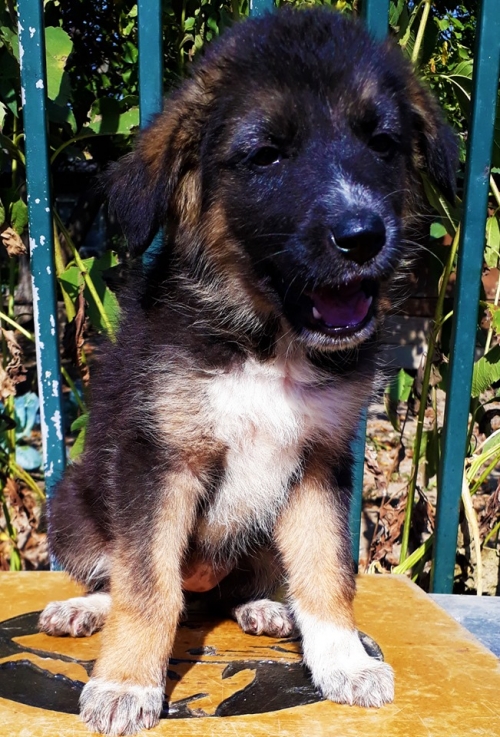 მეტისი უსახელო