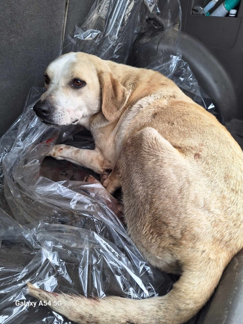 ქართული ქოფაკი ვარკეთილის მეურნეობა