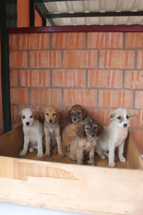 ქართული ქოფაკი უსახელო