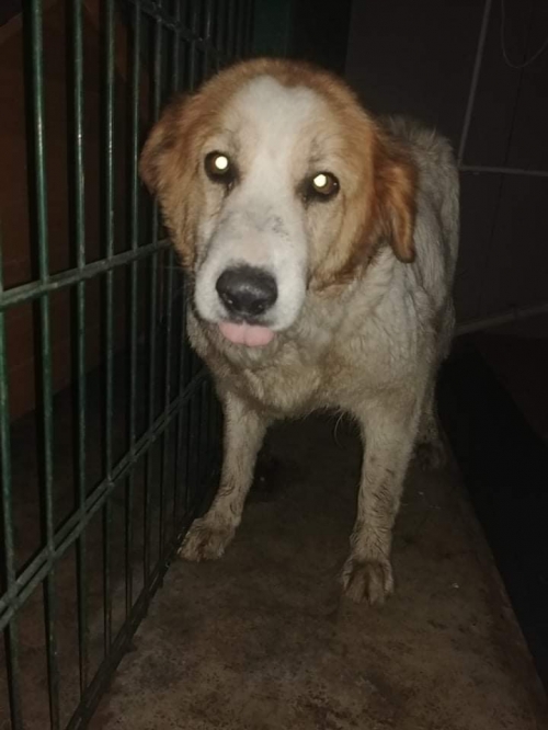 მეტისი ბელკა