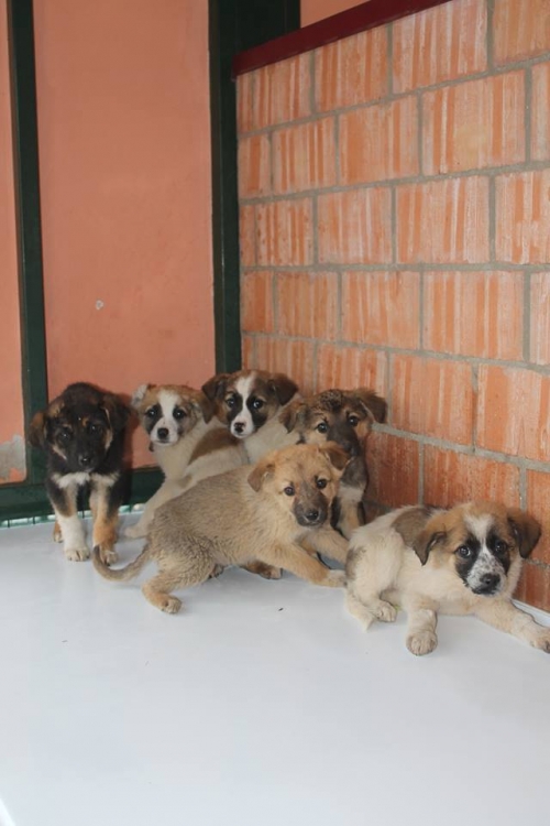 ქართული ქოფაკი უსახელო