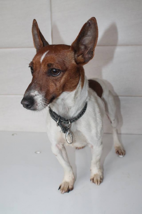 ჯეკ რასელ ტერიერი უსახელო