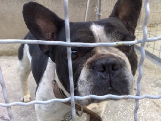 * გაჩუქებულები ტონი