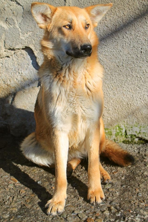 მეტისი უსახელო