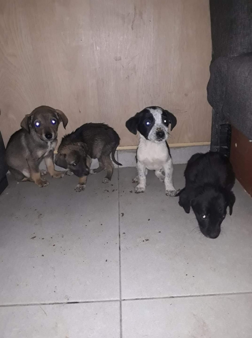 მეტისი უსახელო