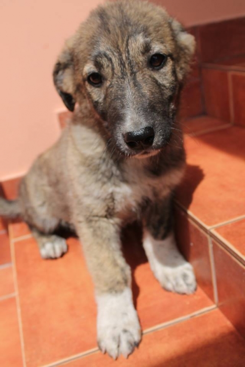 ქართული ქოფაკი უსახელო