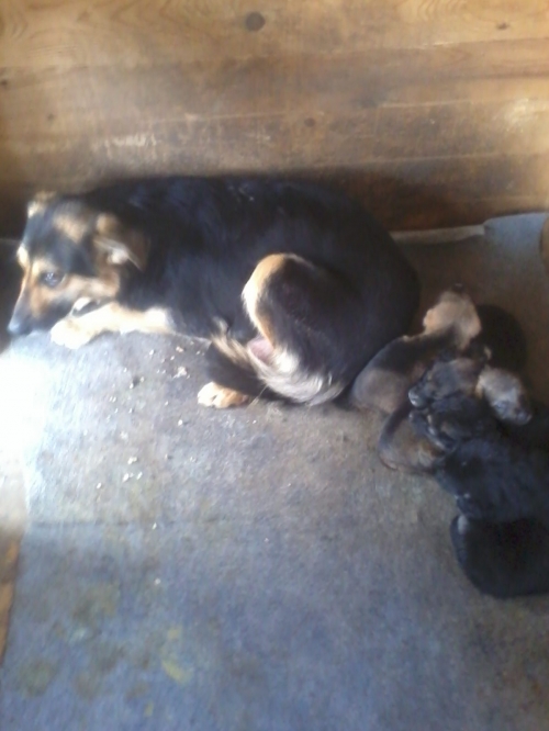 გერმანული ნაგაზი უსახელო