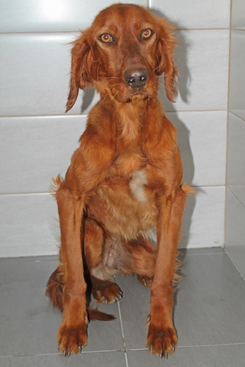 ირლანდიური სეტერი უსხაელო