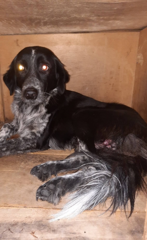 მეტისი ჩარლი