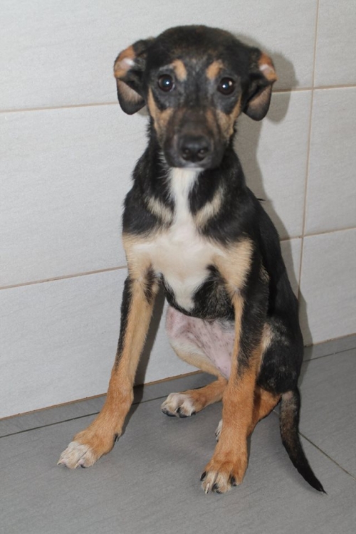 მეტისი უსახელო