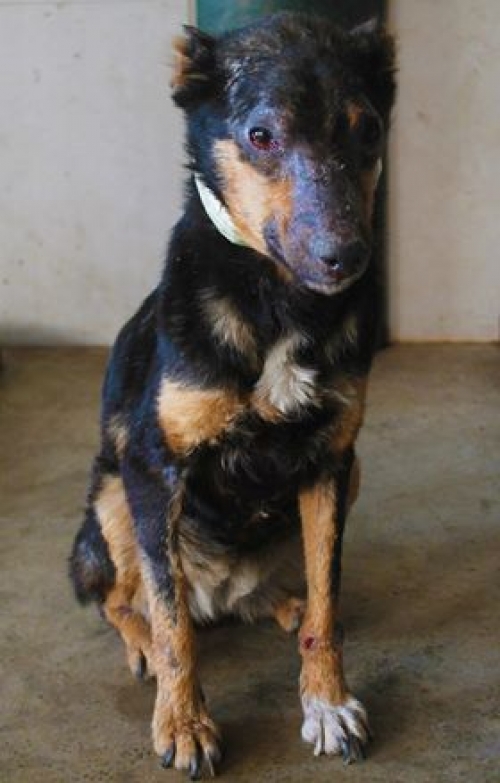 მეტისი უსახელო