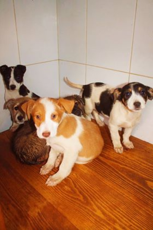 მეტისი უსახელო