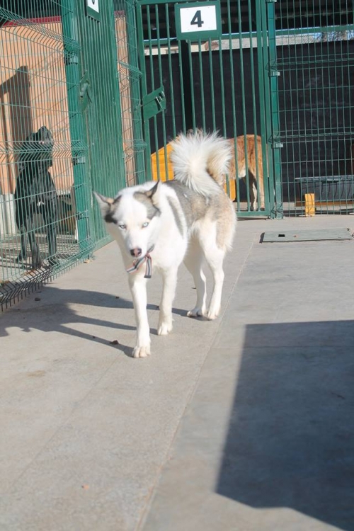 ლაიკა უსახელო