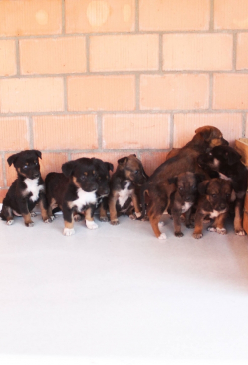 მეტისის ლეკვები უსახელო