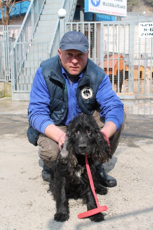 რუსული კოკერ სპანელი უსახელო