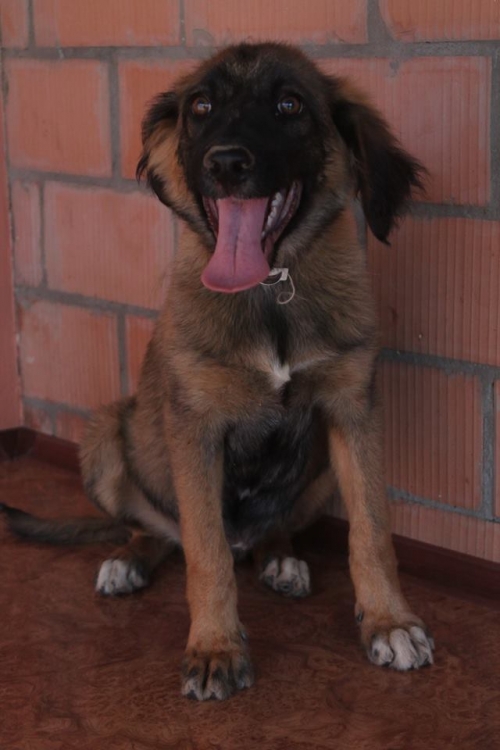 ქართული ქოფაკი ჯიმი