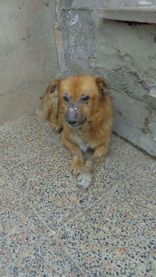 მეტისი უსახელო