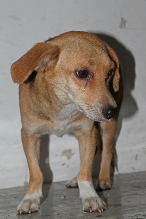 მეტისი ბოი