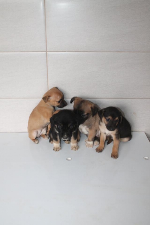 მეტისის ლეკვები უსახელო