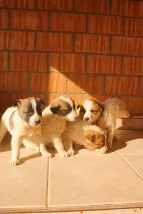 ქართული ქოფაკი უსახელო