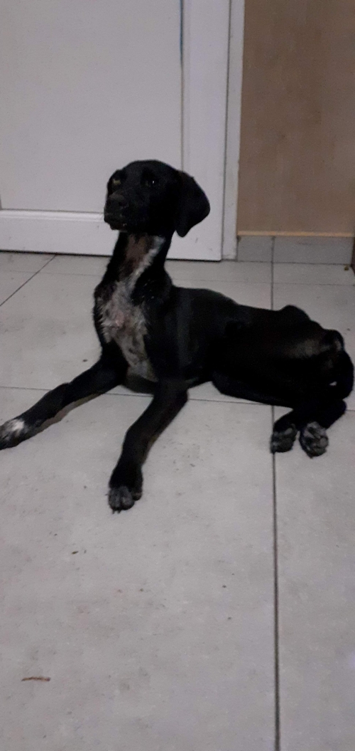 მეტისი უსახელო