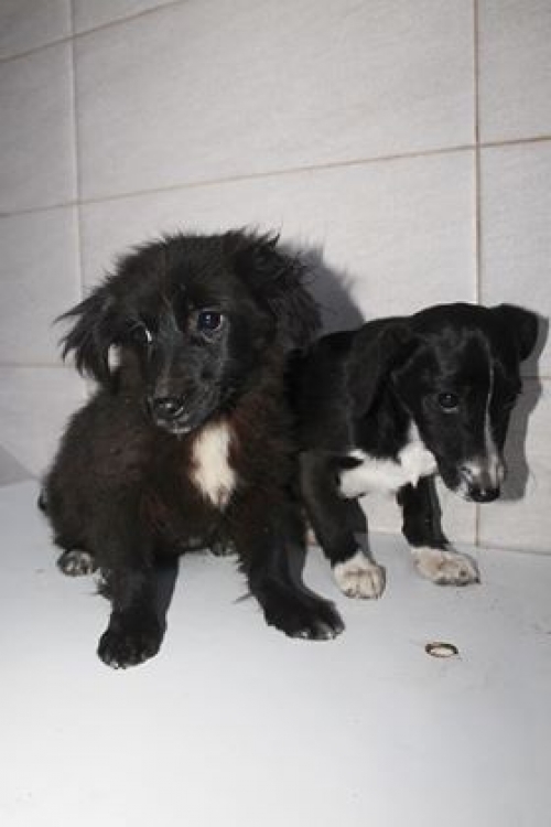 ქართული ქოფაკი უსახელო