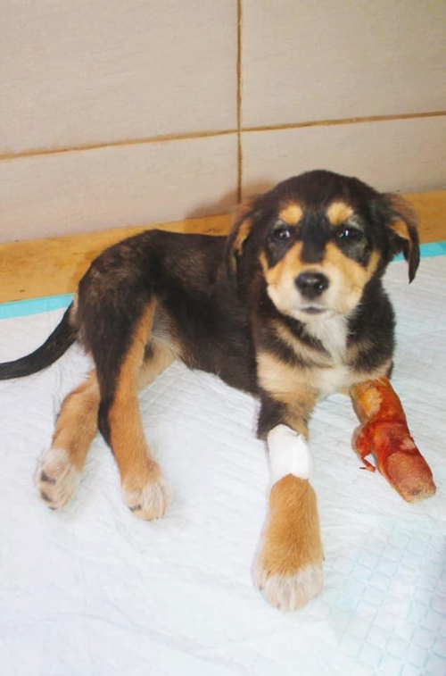 მეტისი უსახელო