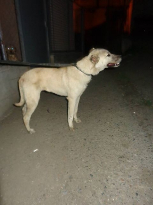 მეტისი უსახელო