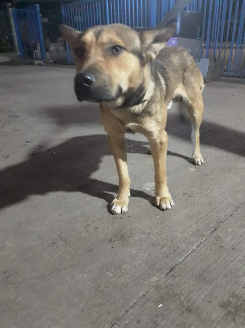 მეტისი უსახელო