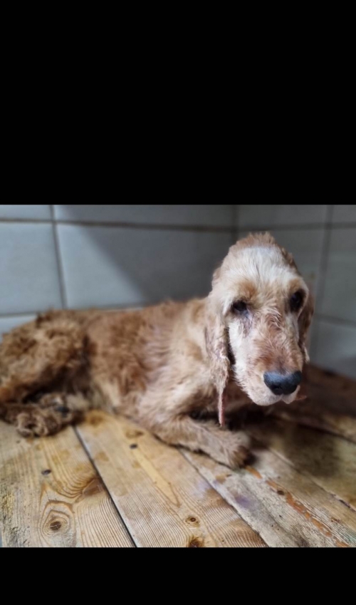 კოკერსპანიელი კახიანის ქუჩა