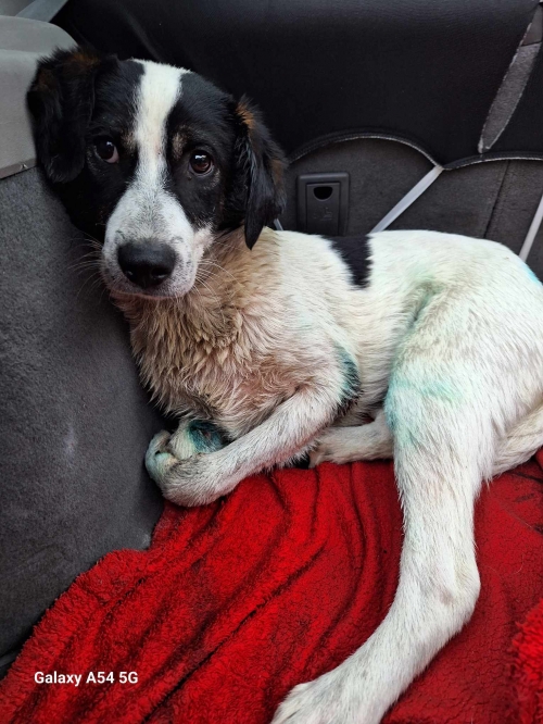 მეტისი თემქა ზღვის უბანი