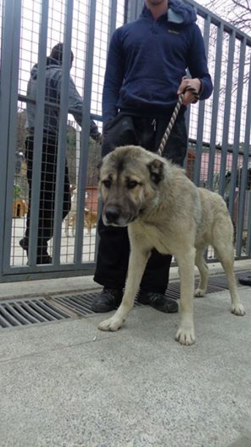 ქართული ქოფაკი უსახელო