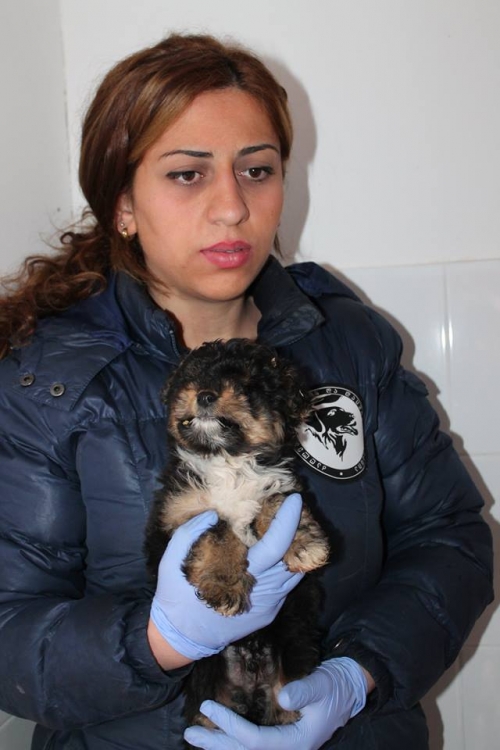 პუდელის მეტისი ბუბუ