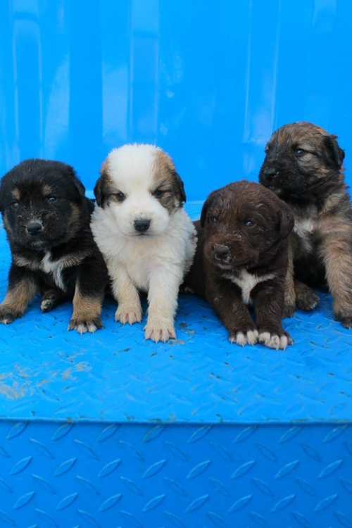 მეტისის ლეკვები უსახელო