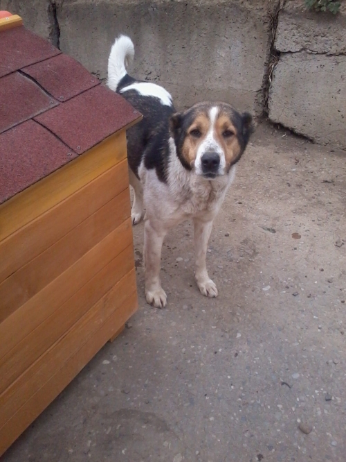 ქართული ქოფაკი სიმბა