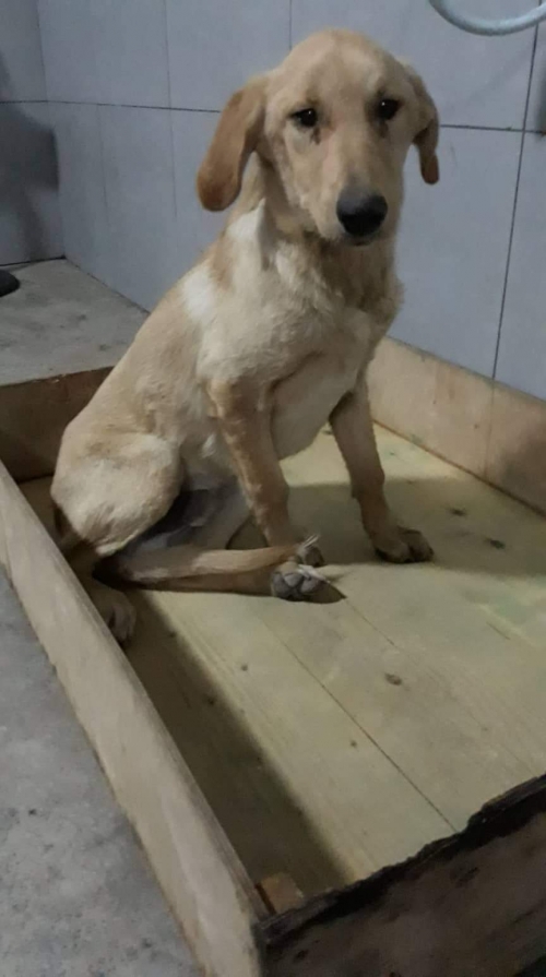 მეტისი უსახელო