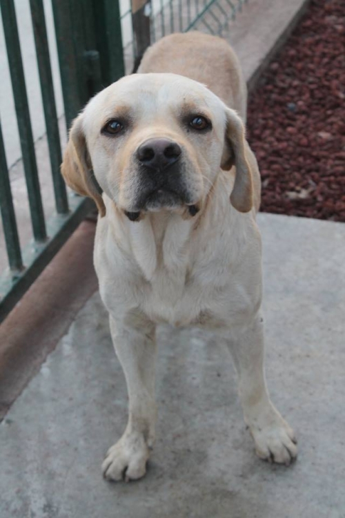 ლაბრადორი უსახელო