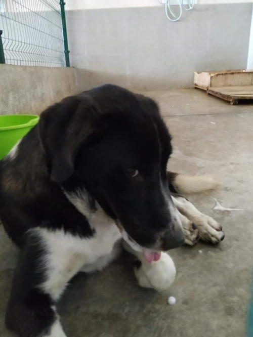 მეტისი მაქსი