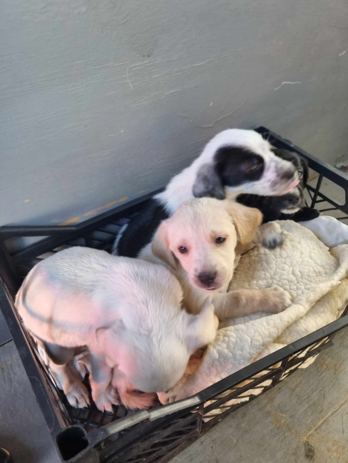 მეტისი აფრიკა მაღაზია ზღაოარი