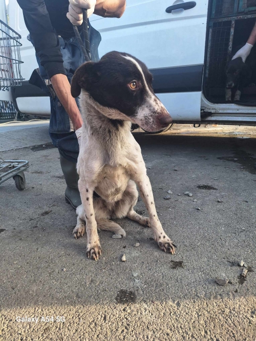 მეტისი გადმოყვანილია მუნიციპალური თავშესაფრიდან. ქინძმარაულის ქუჩის ძაღლია