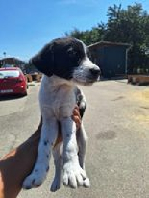 მეტისი ივერთ უბანი