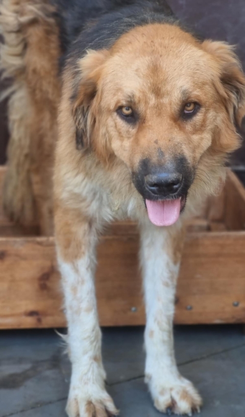 მეტისი ნაპოვნია ბენდუქიძეს დასახლებაში