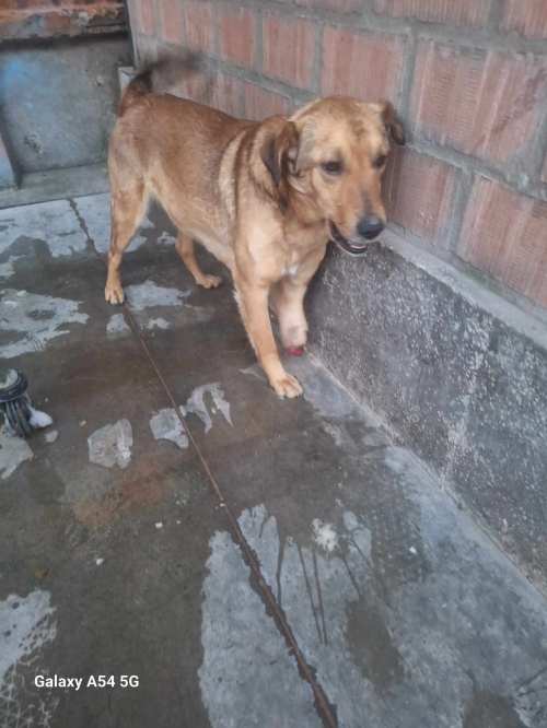 მეტისი დუშეთი