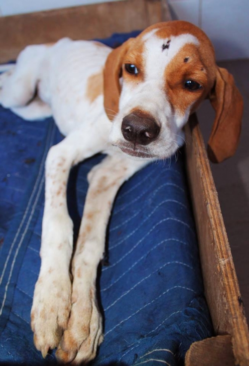 პოინტერი უსახელო